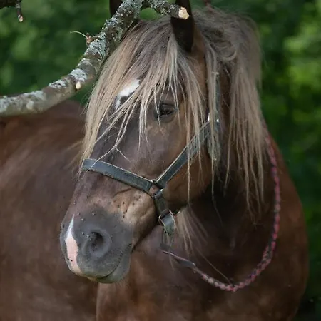 Aux 3 Marteaux Appartement Soppe-le-Haut